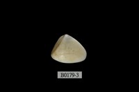 藏品(斧蛤)的圖片